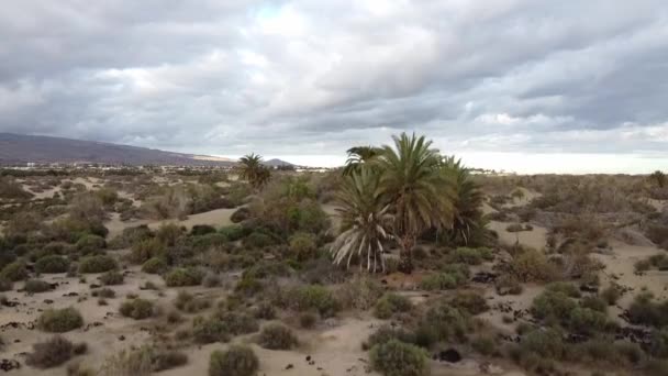 Drone Skott Flyger Upp Den Stora Gamla Handflatan Sanddynerna Öknen — Stockvideo