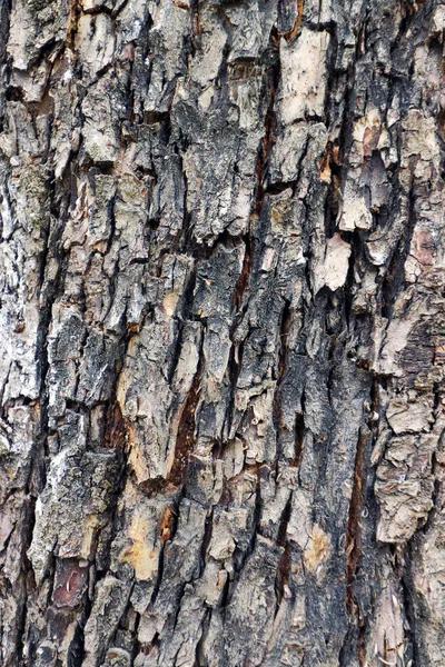 Natural texture backgrounds, oak bark