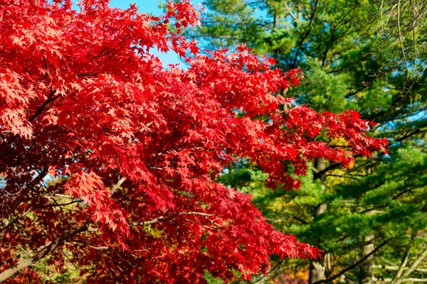 Automne coloré, Toronto, Ontario, Canada — Photo