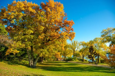 Renkli sonbahar Park, Toronto, Ontario, Kanada