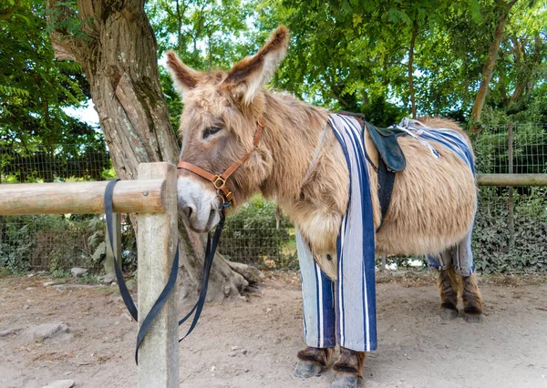 Burro Poitou en pantalones, Saint Martin de Re, Francia — Foto de Stock