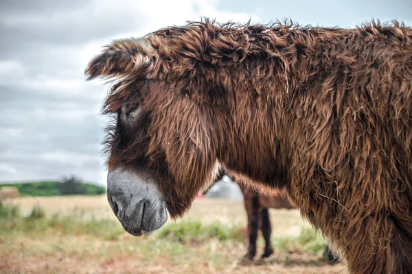 Poitou donkey - Saint Martin de Re, Francia Fotografia Stock