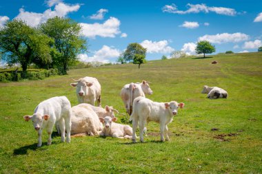 Fransa, Burgundy çayırda kaldırmalı ve calfs Charolais inekler