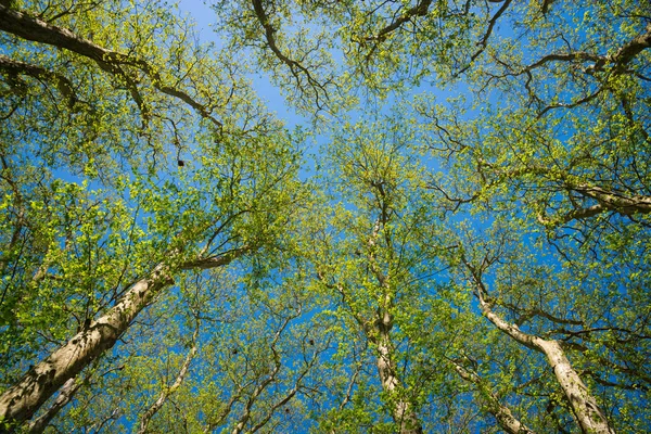 Beaux arbres de printemps sur fond de ciel — Photo