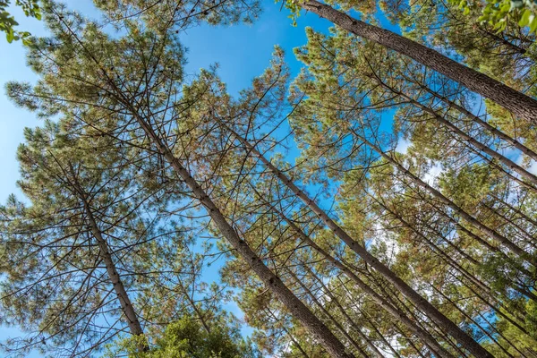 Forêt de pins sous un ciel bleu profond en France — Photo