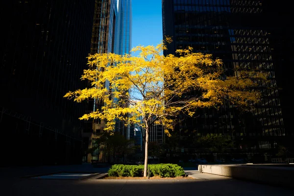 Торонто, Канада - Сцена падения в городе, одинокое дерево на городской улице Стоковое Фото