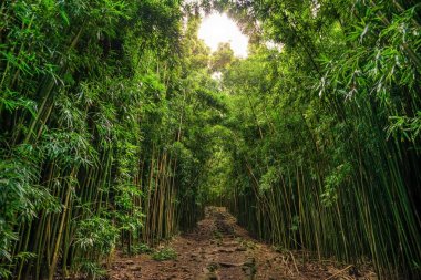 Bambu Haleakala Ulusal p (Waimoku Falls) Pipiwai izinde