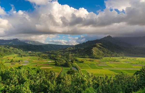 Таро полів у красивою Hanalei долиною Кауаї, Гаваї — стокове фото