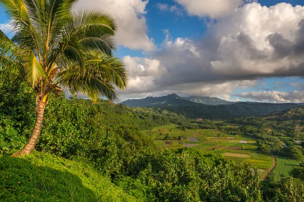 Taro pole v krásném Hanalei údolí Kauai, Hawaii — Stock fotografie
