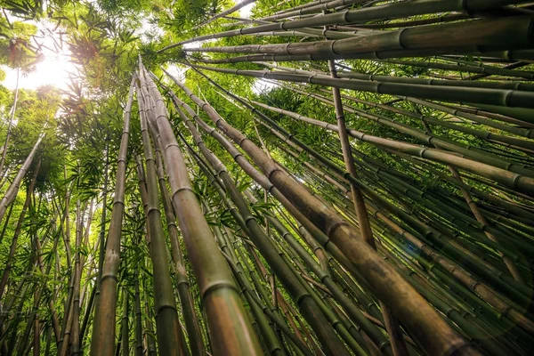 哈雷阿卡拉国家 P Pipiwai 小径 (Waimoku 瀑布) 上的竹子 免版税图库图片