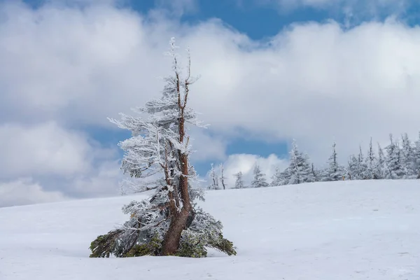 Kış mevsiminin arka planında karla kaplı köknar ağaçları ve çam ağaçlarının manzarası