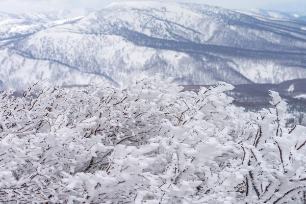 Kış mevsiminin arka planında karla kaplı köknar ağaçları veya çam ağaçları