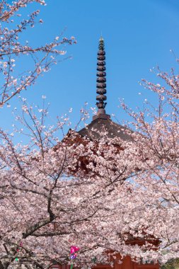 Kırmızı türbedeki seçici folklor kiraz çiçeğini çiçek gibi açar. Kiraz ağacının dalında küçük kümeler halinde kiraz çiçekleri solmaya başlar..