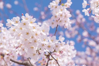 Mavi gökyüzü kara zemininde çiçek açmış kiraz çiçekleri. Kiraz ağacının dalında küçük kümeler halinde kiraz çiçekleri solmaya başlar..