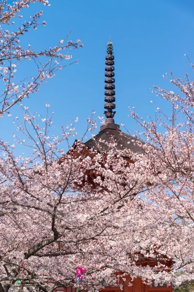 Kırmızı türbedeki seçici folklor kiraz çiçeğini çiçek gibi açar. Kiraz ağacının dalında küçük kümeler halinde kiraz çiçekleri solmaya başlar..