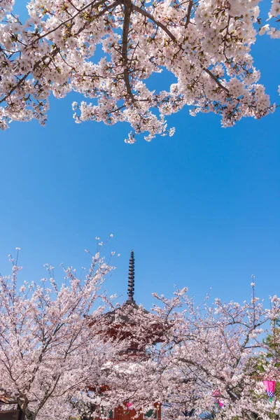 Kırmızı türbedeki seçici folklor kiraz çiçeğini çiçek gibi açar. Kiraz ağacının dalında küçük kümeler halinde kiraz çiçekleri solmaya başlar..