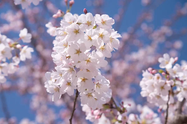 Kirschblüten Voller Blüte Auf Blauem Himmelsschwarzgrund Kirschblüten Kleinen Trauben Auf — Stockfoto