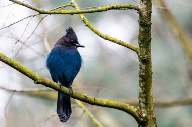 Parlak mavi Steller Jay yiyecek aramak için bir dala tünedi..