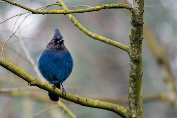 Parlak mavi Steller Jay yiyecek aramak için bir dala tünedi..