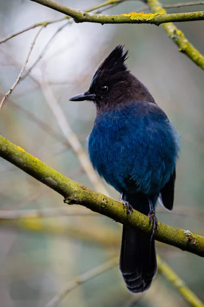 Parlak mavi Steller Jay yiyecek aramak için bir dala tünedi..