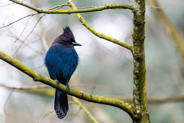 Parlak mavi Steller Jay yiyecek aramak için bir dala tünedi..