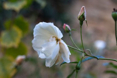 Sonbaharda kır evi çiçekleri
