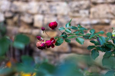 Sonbaharda kır evi çiçekleri