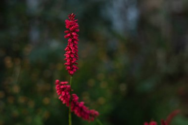 Sonbaharda kır evi çiçekleri