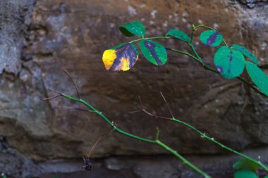 sonbaharda kır evi gül çiçekleri