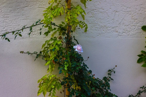 Flores e verdura em uma parede — Fotografia de Stock