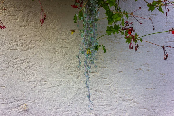 Blumen und Grün an einer Wand — Stockfoto