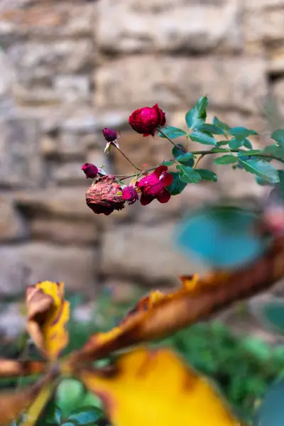 Casa de campo flores de jardín en otoño — Foto de Stock