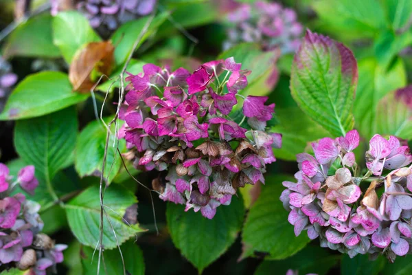 Cottage garden flowers in fall — Stock Photo, Image