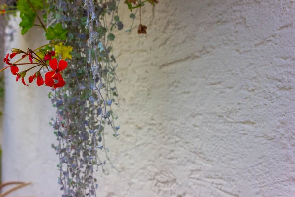 Flowers and greenery on a wall — Stock Photo, Image