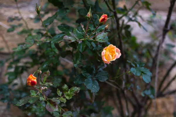 Domek ogród róże kwiaty jesienią — Zdjęcie stockowe