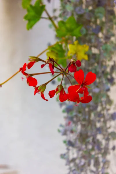 Flores e verdura em uma parede — Fotografia de Stock