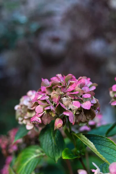 Cottage jardin fleurs en automne — Photo