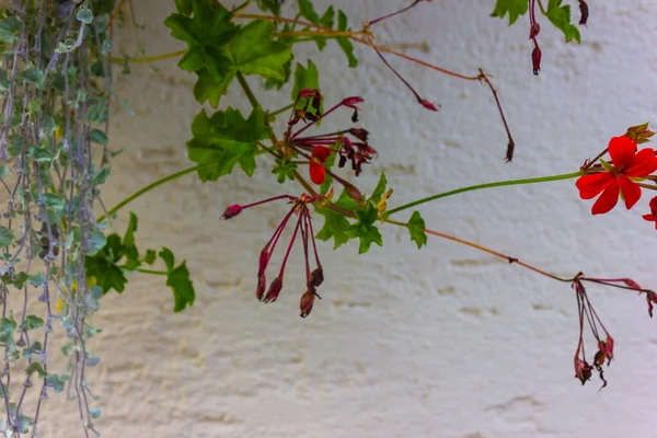 Flores e verdura em uma parede — Fotografia de Stock