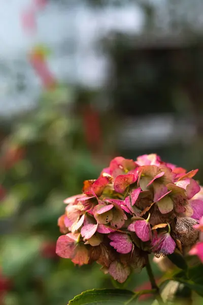 Casa de campo flores de jardín en otoño —  Fotos de Stock