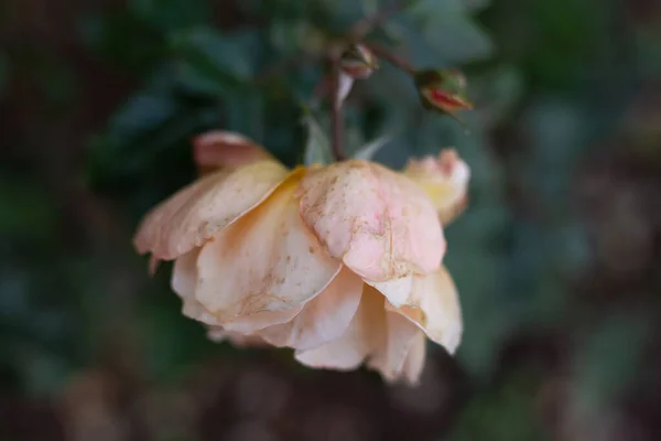 Casa de campo jardim rosas flores no outono — Fotografia de Stock
