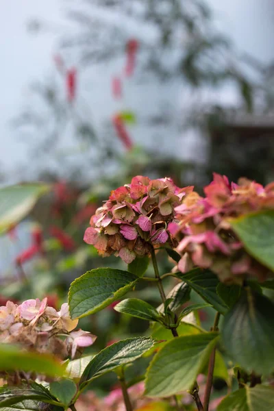 Casa de campo flores de jardín en otoño —  Fotos de Stock