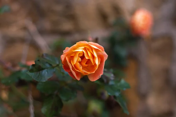 Cottage jardin roses fleurs en automne — Photo