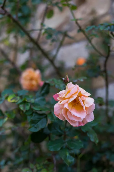 Casa de campo jardín rosas flores en otoño — Foto de Stock