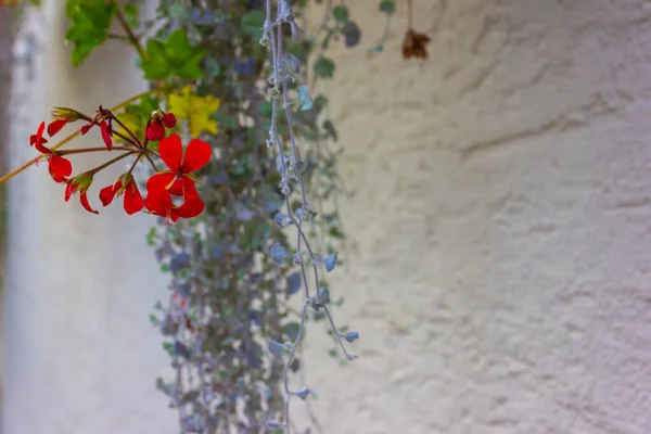 Flowers and greenery on a wall — Stock Photo, Image