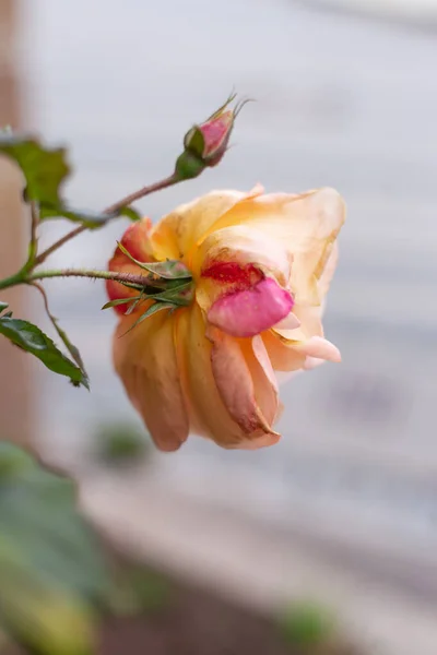 秋のコテージガーデンバラの花 — ストック写真