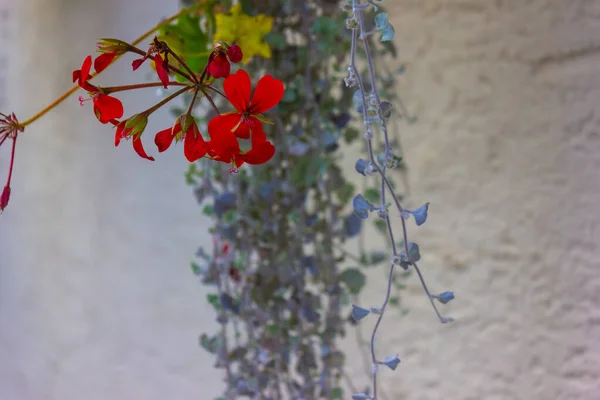 Flores e verdura em uma parede — Fotografia de Stock