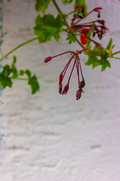 Flores e verdura em uma parede — Fotografia de Stock