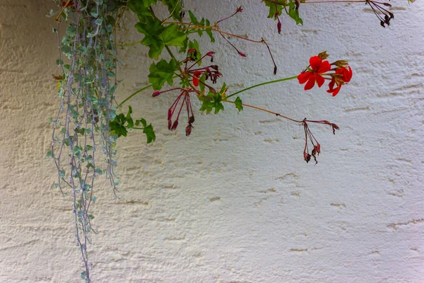 Květiny a zeleň na zdi — Stock fotografie