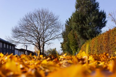 Sonbahar yaprakları renkli yapraklar