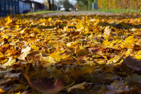 Herbst Blatt buntes Laub — Stockfoto